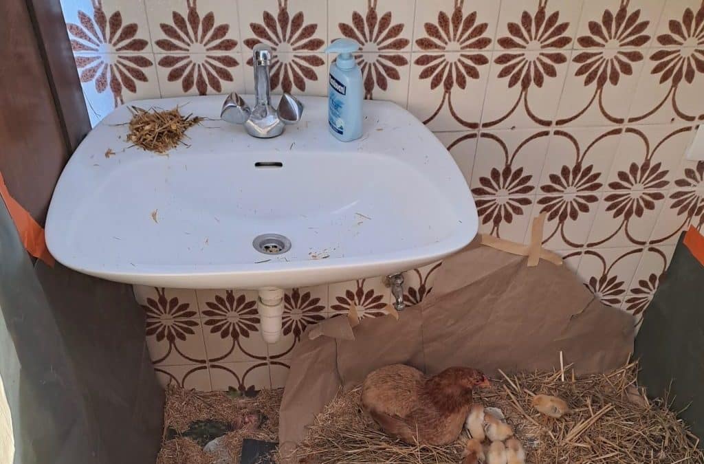 SobaZaGosteMaribor: InteresniSafari »Skrb in skrbstvo«